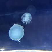 ネモの画像