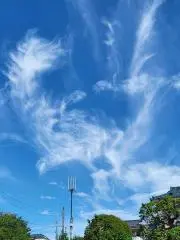 トルケスタニカの画像