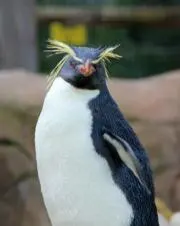 PENPEN