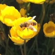 はっちの画像