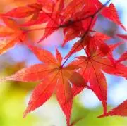 完全さんの画像