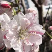 メルメルの画像