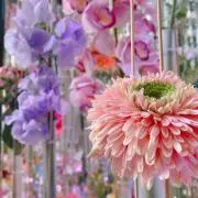 pommieの画像