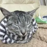 tatsuの画像