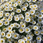 ⭐︎の画像