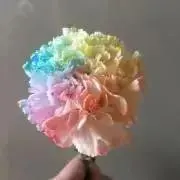 ゆきこの画像