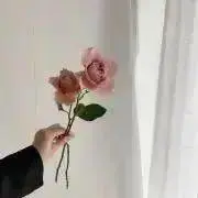 hの画像