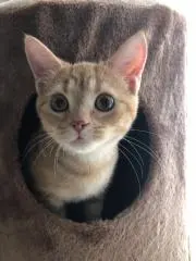 にゃんの画像