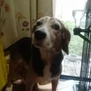 びわの画像