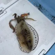 トマト