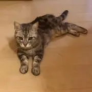 ピョンタンの画像