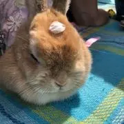 ぴよの画像