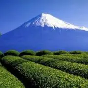 yamaroyamaro