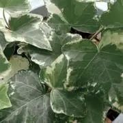 葉の画像