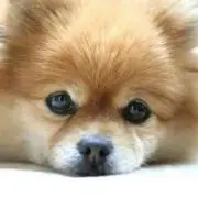 こまちの画像