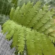 ✧即購入可₊⁎٩( ᐛ )وの画像