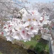 あかね