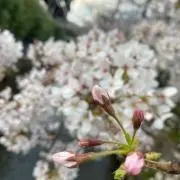 kanaの画像