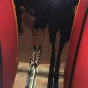 まー