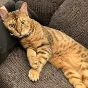 mia