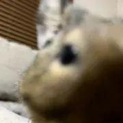 naaa