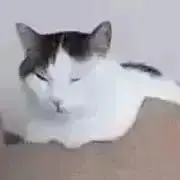 にゃんにゃ