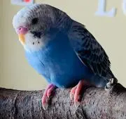 くろさき