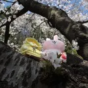 ユーカリの画像