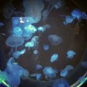 マナミ