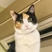 三毛猫マーケット