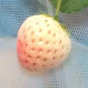 いちご屋