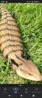 ツチダ　ツチノコ