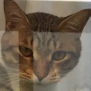 Tera