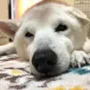 ももたろうの画像