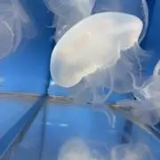 サツミの画像