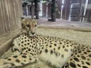 GOの画像