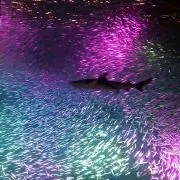 みふぃの画像