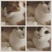 hana*
