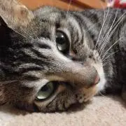 みさの画像