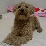 花音