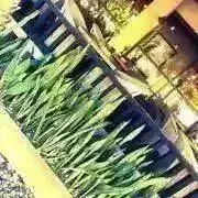 ニコニコの画像