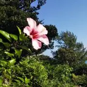 hinahina★プロフ必読お願いしますの画像