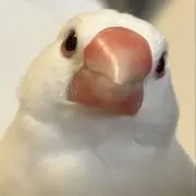 セルリアンブルー◆プロフ必読の画像