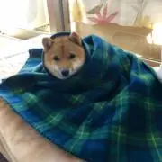 こてこて