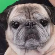 jyomboの画像