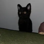 “shitmine vtetatu”の画像