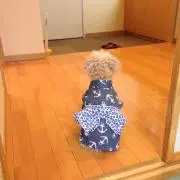 マロンままの画像