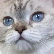 u *の画像