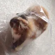 よめこ