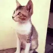 GURARAの画像